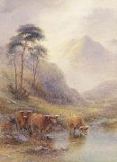 Highland cattle in a stream